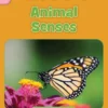 Animal Senses