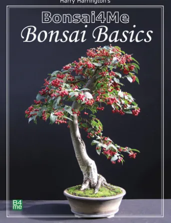 Bonsai4me: Bonsai Basics