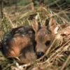 CAMP LIFE IN THE WOODS AND THE TRICKS OF TRAPPING AND TRAP MAKING