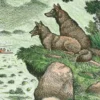 Coyotes