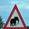 De olifanten van Botswana