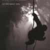 Gorillas in the Mist