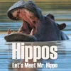 Hippos - Let's Meet Mr. Hippo
