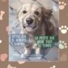Little Zoe is Always Barking / La petite Zoé aboie tout le temps