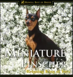 Miniature Pinscher