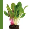 Moestuin in pot