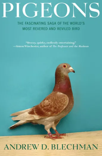Pigeons