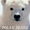 Polar Bears