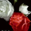 Pride and Prejudice Complete Text with Extras