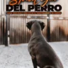 Psicología del Perro : Amor, Fidelidad y Lealtad en el Adiestramiento de Perros