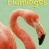 Reading Gems Fact Finders: Flamingos (Level 1)