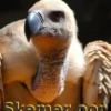 Skemer oor Aasvoëlkop