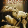 The Black Stallion's Blood Bay Colt