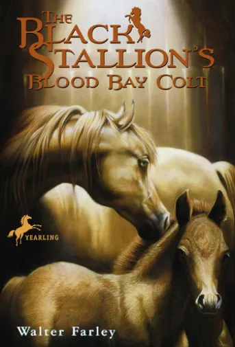 The Black Stallion's Blood Bay Colt