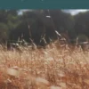 The Tale of Prophet David (Dawud) In Islam