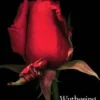 Wuthering Heights Complete Text with Extras